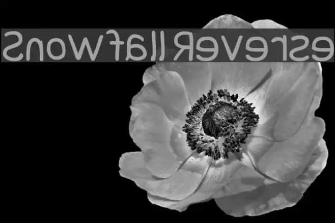 Snowfall Reverse Font examples