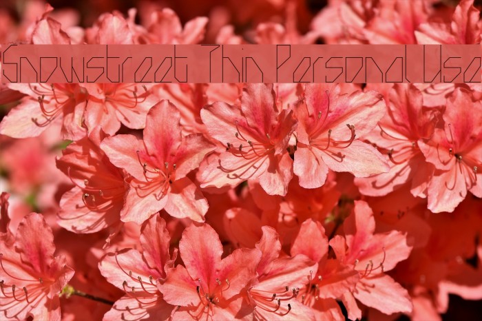 Snowstreet Thin Personal Use Font examples