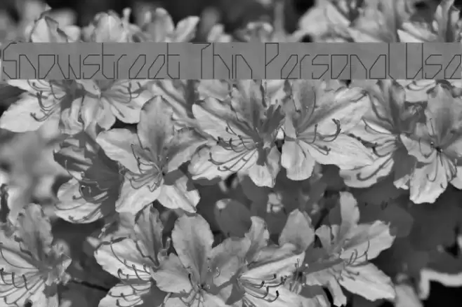 Snowstreet Thin Personal Use Font examples