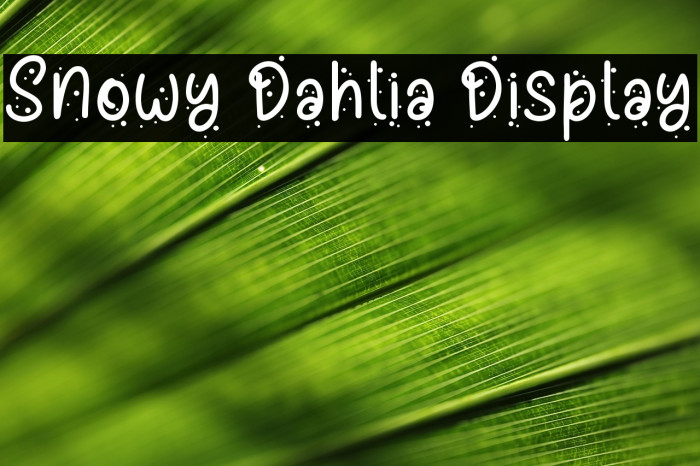 Snowy Dahlia Display Example 1