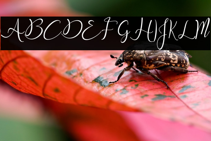 Snowy Holiday Example 3