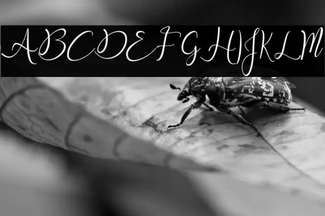 Snowy Holiday Font examples