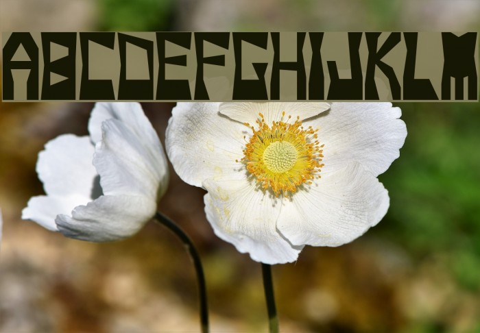 snoop Font examples