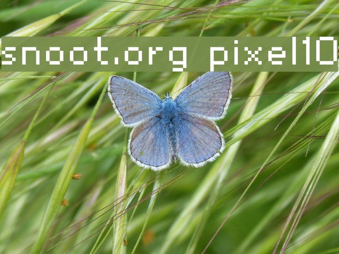 snoot.org pixel10 Font examples