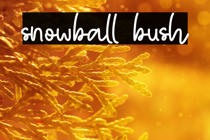 snowball bush Example 3