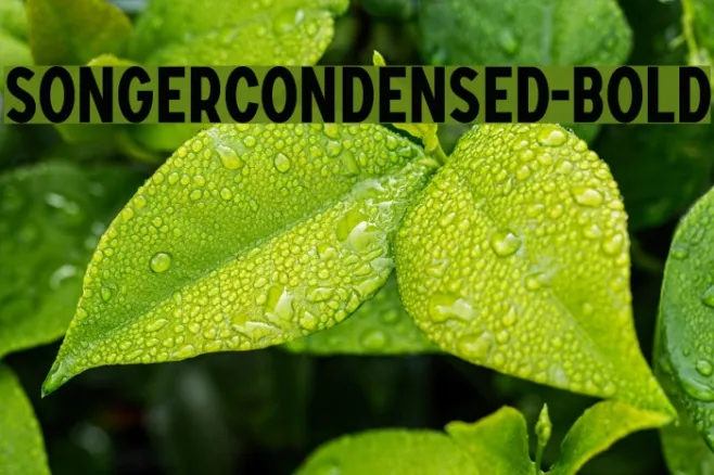 SONGERCondensed-Bold Example 1