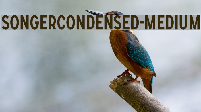 SONGERCondensed-Medium Font examples