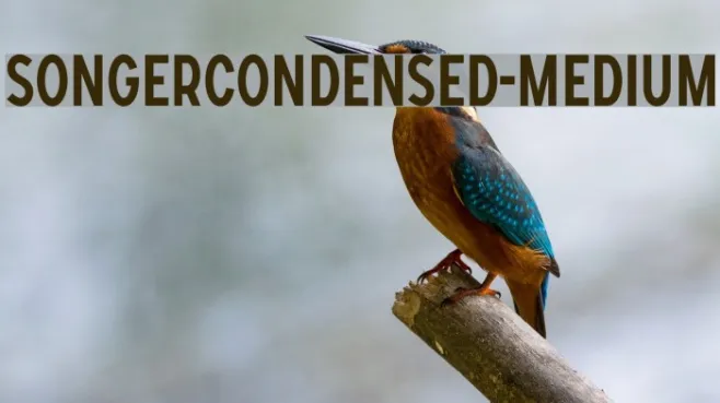 SONGERCondensed-Medium Example 3