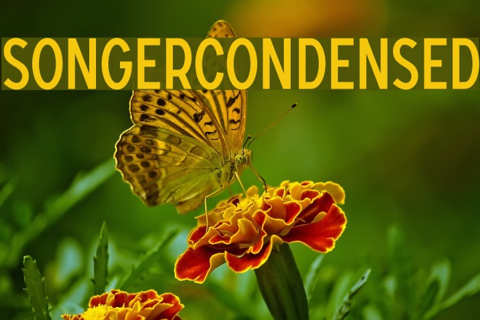 SONGERCondensed Font examples