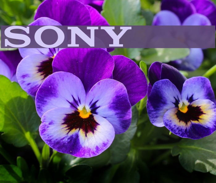 Sony S Logo フォント Ffonts Net