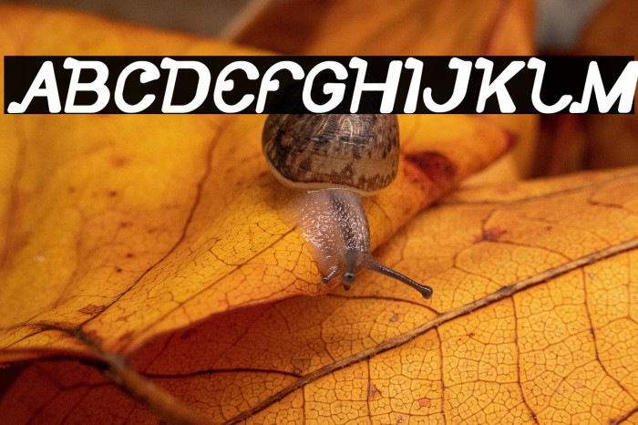 So Cute Bold Italic Example 1