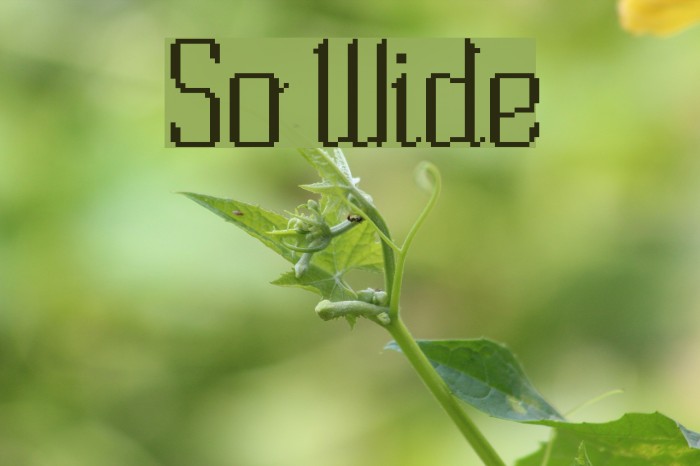 So Wide Font examples