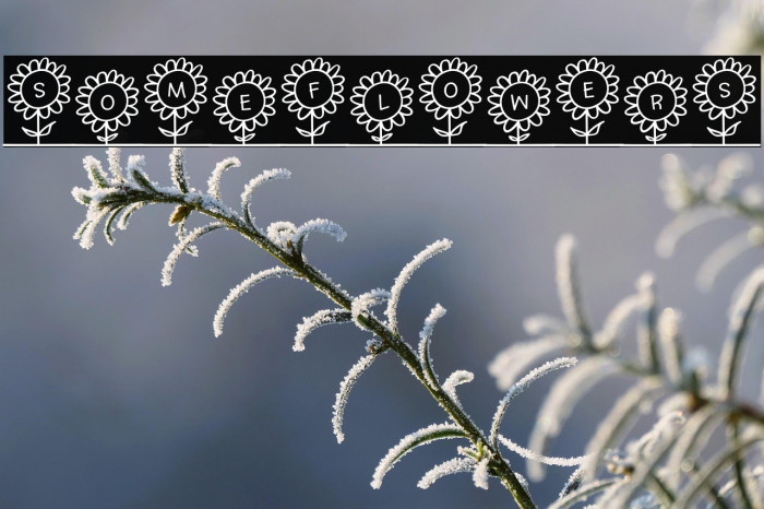 SoMeFlOwErS Example 1