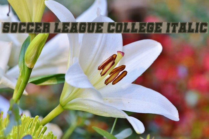 Soccer League College Italic Example 2