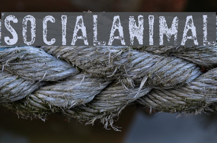 SociaLAnimaL Font examples