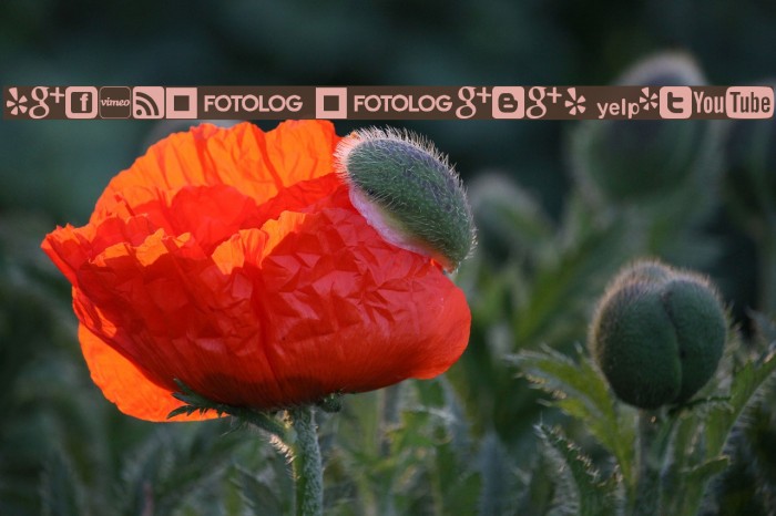 Social logos tfb Example 2