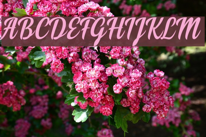 Soe Font examples