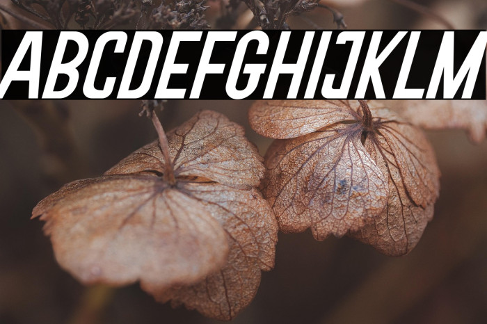 Soegja Italic Example 2