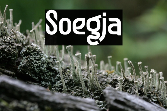 Soegja Example 2