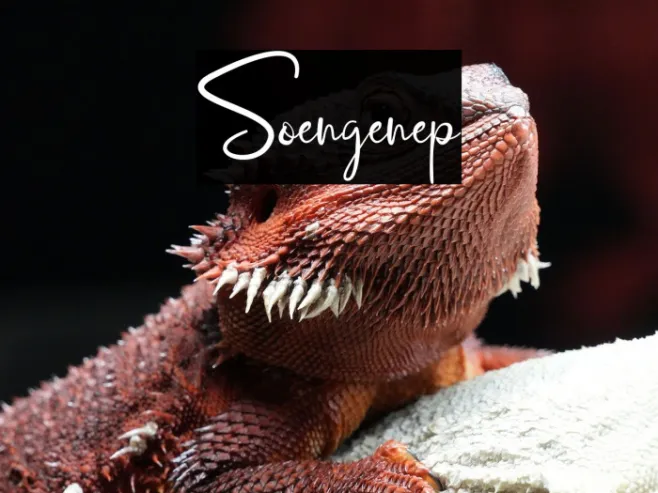 Soengenep Example 2
