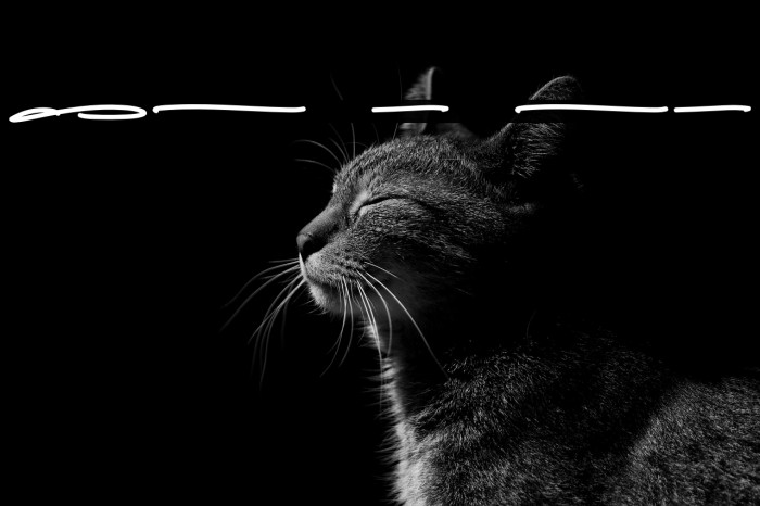 Sofia More Swashes Example 1