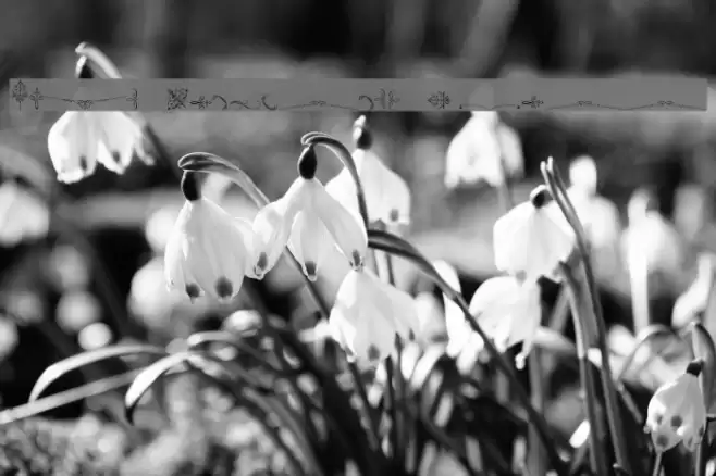 Soft Ornaments Three Font examples