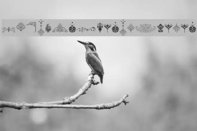 SoftOrnamentsEleven Font examples