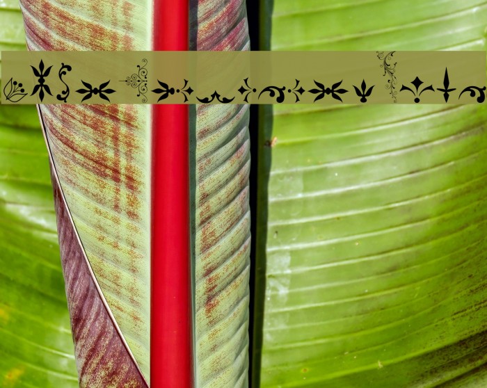 SoftOrnamentsFive Example 2