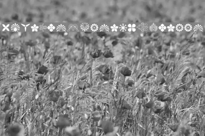 SoftOrnamentsThirteen Font examples