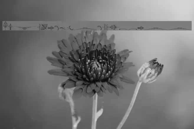 SoftOrnamentsThree Font examples