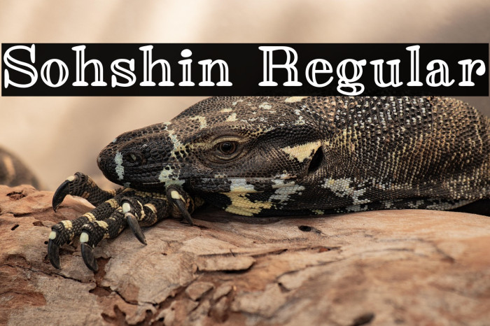 Sohshin Regular Example 1