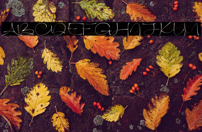 Solami Signature Example 3