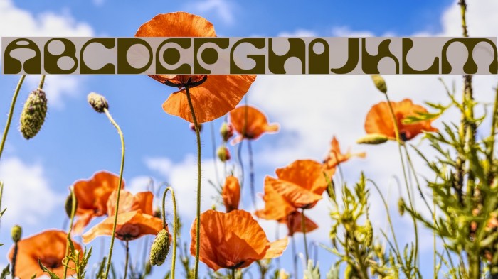 Solange Font examples