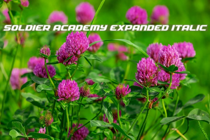Soldier Academy Expanded Italic Font examples