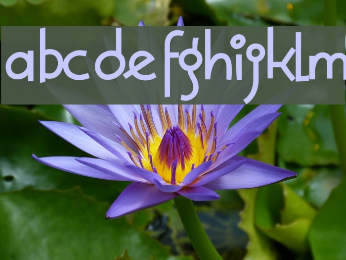 Solea-Bold Example 1