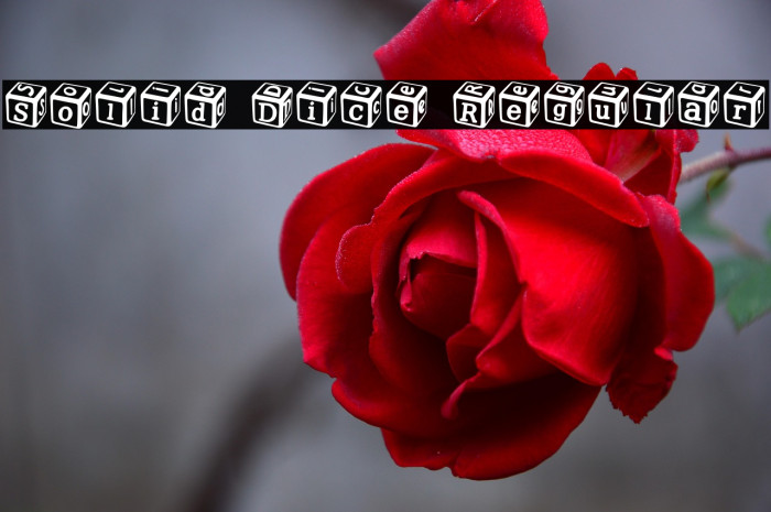 Solid Dice Regular Example 2