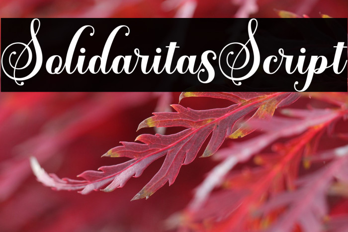 SolidaritasScript Example 1