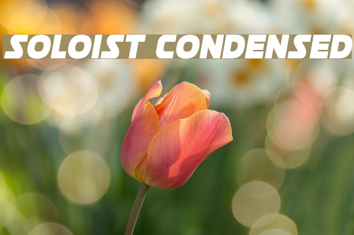 Soloist Condensed Font examples