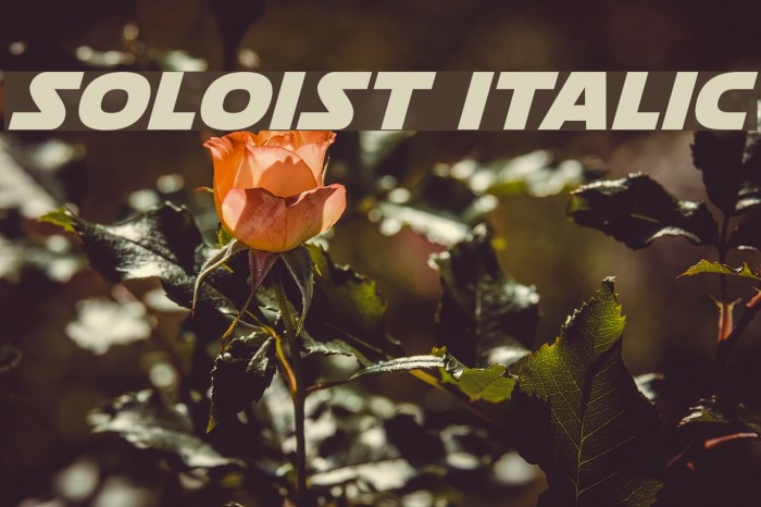 Soloist Italic Font examples