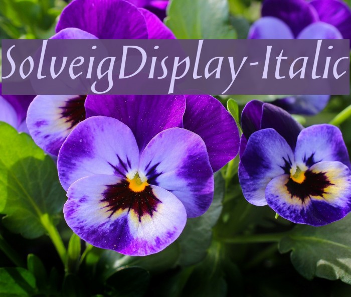 SolveigDisplay-Italic Font examples