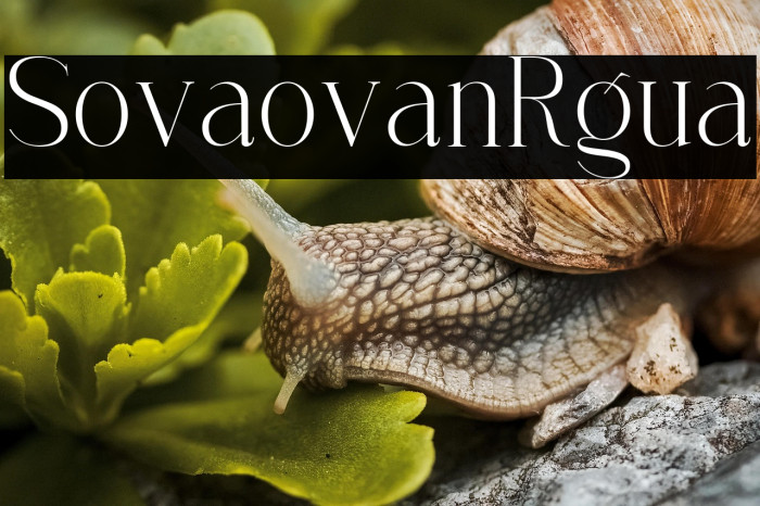 Solvera Lorvane Regular Example 2