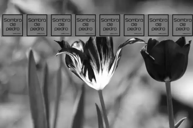 Sombras-Jed- Font examples