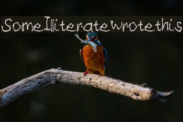 SomeIlliteratewrotethis Font examples