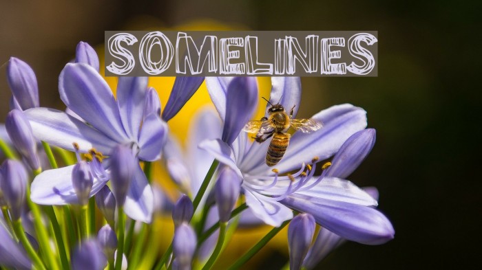 SomeLines Font examples