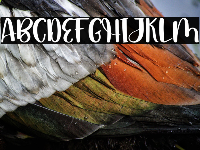 Someday Happy Example 2