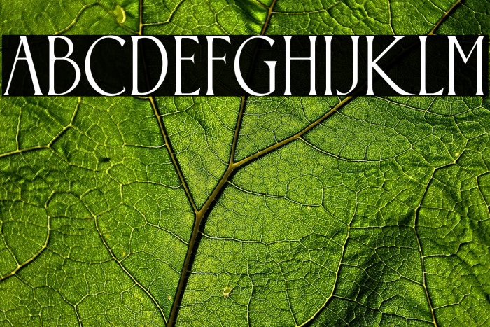 Somnium Amor Example 2