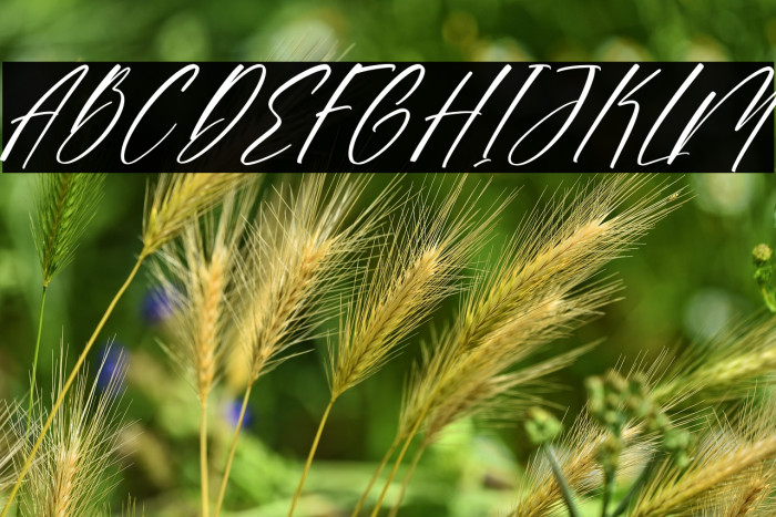 Sonesta DEMO VERSION Italic Example 1