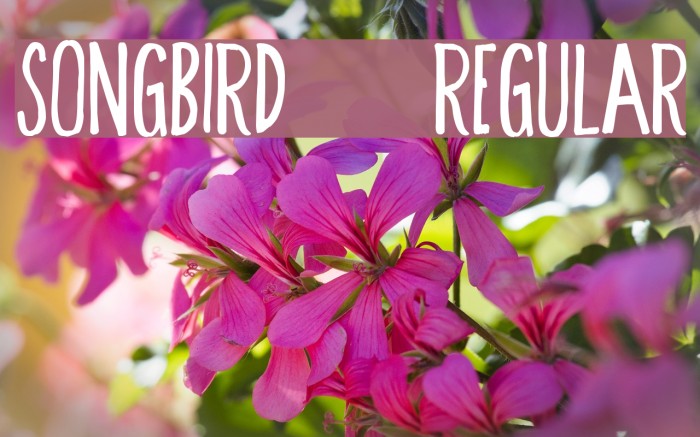 Songbird-Regular Font examples