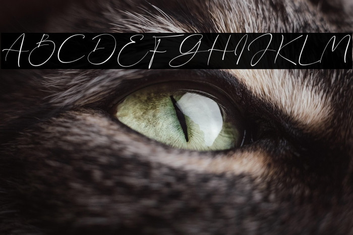 Sonia Evans Example 2