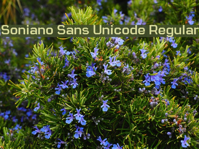 Soniano Sans Unicode Regular Font examples